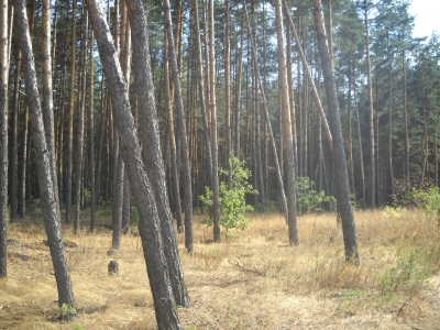 Продается земельный участок 15 соток ,Рамонский район.ул Первомайская.