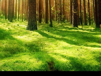 Продаются земельные участки с. Ямное, Рамонский район