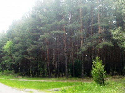 Продаются участки, из земель лесного фонда общей площадью 14 га в пригороде г. Воронежа.
