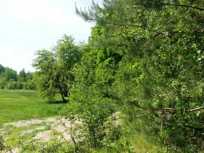 Продается земельный участок 1,5 га в с. Староживотинное, Рамонского района, Воронежской области.